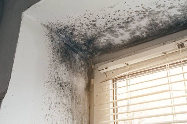 Affordable Mold Cleanup solutions in Vernon Hills, IL